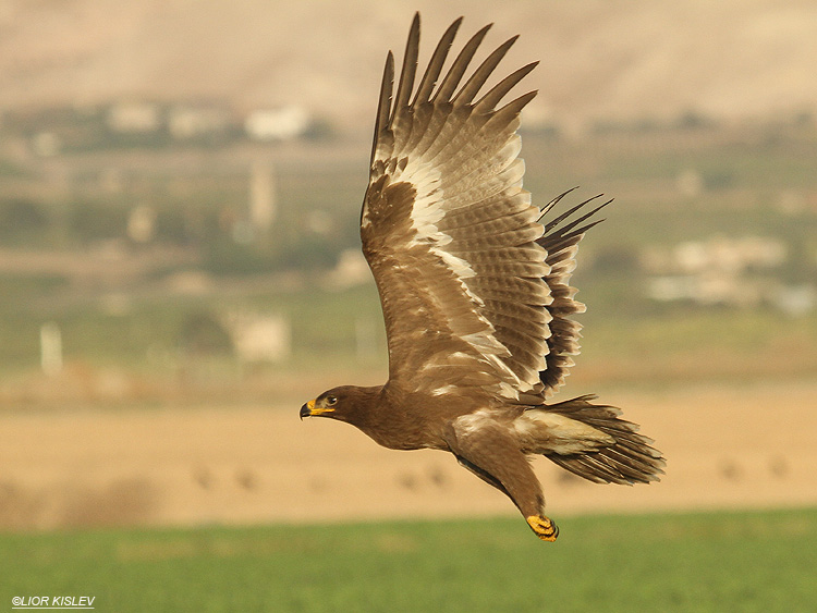 Steppe Eagle Aquila nipalensis,Beit Shean valley ,October 2010.Lior Kislev